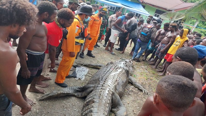 Buaya 7 Meter Ditangkap Warga, saat Perutnya Dibelah Ada Potongan Tubuh Manusia