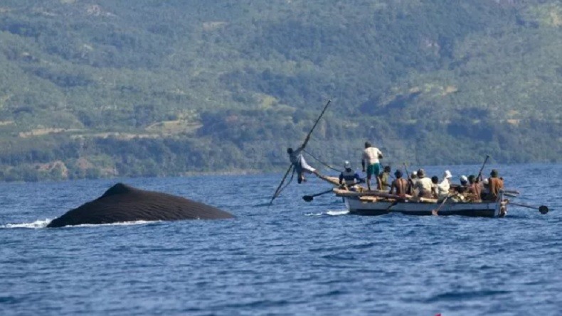 Tradisi Penangkapan Ikan Paus di Pulau Lembata NTT, Turun-Temurun dari Leluhur