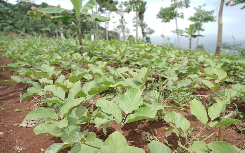 Teten Sebut Kacang Koro Pedang Bisa Jadi Alternatif Ketergantungan Impor Kedelai