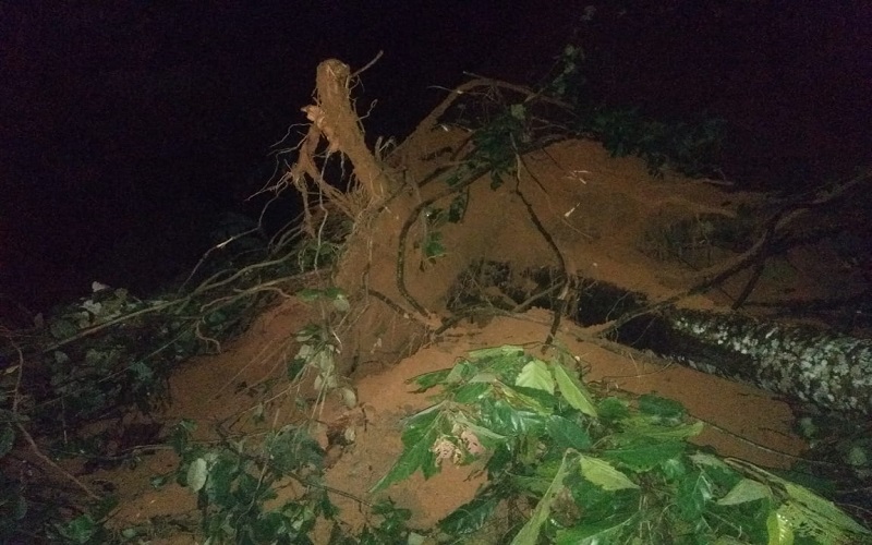 Pengendara Motor Ditemukan Tewas, Diduga Tertimpa Pohon Tumbang di Jaksel
