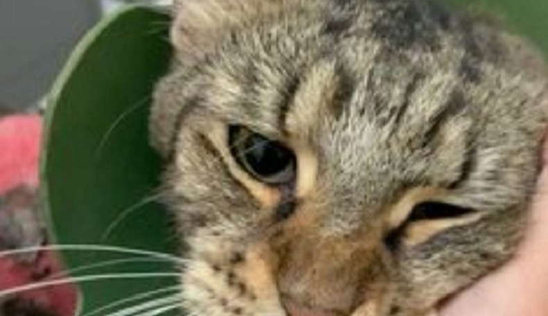 Viral Kucing Disiram Air Panas di Bogor, Begini Penjelasan Polisi