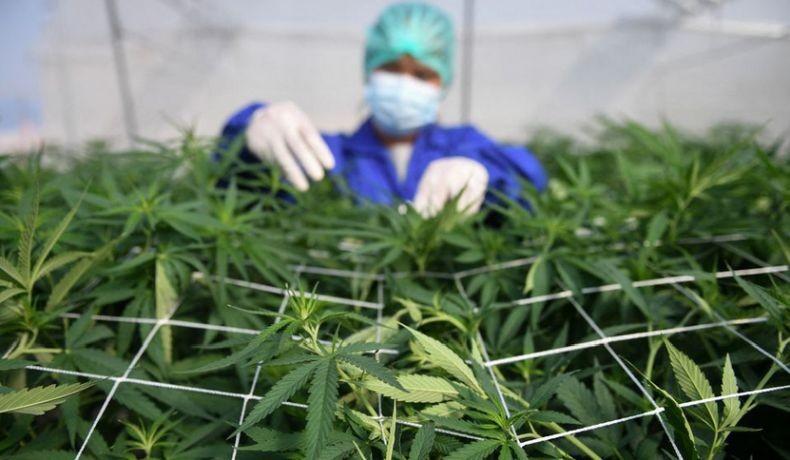 Wah, Warga Thailand Bakal Diperbolehkan Tanam Ganja di Rumah