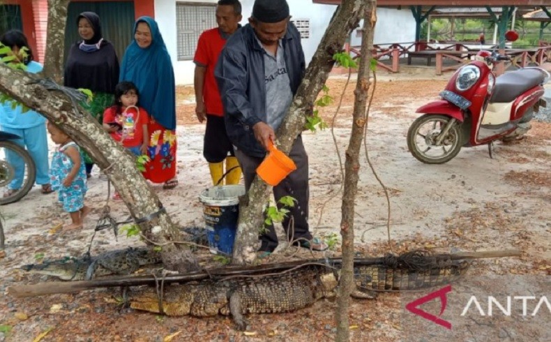 Buaya yang Gigit Ketua DPRD Bangka Ditangkap, Bersembunyi di Selokan