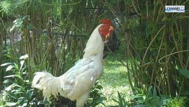   Ajaib, Ayam Jantan Berbulu Putih Ini Berkokok Panggil Nama Pak Jokowi