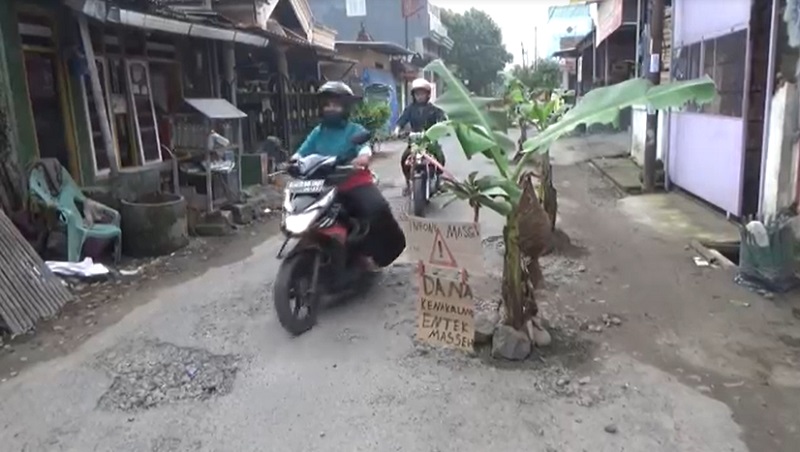 Kesal Jalan Rusak Parah, Warga Tambakrejo Jombang Tanam Puluhan Pohon Pisang