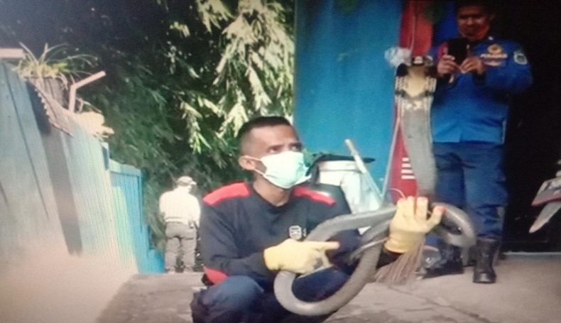 Geger, Panitia Rajaban di Purwakarta Temukan 2 King Kobra saat Akan Masak 