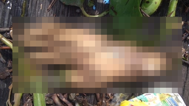 Asyik Cari Ikan di Sungai, Bocah di Pangkalan Bun Malah Jaring Potongan Tangan