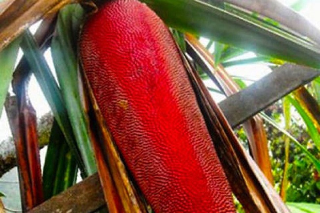 Buah Merah Hingga Kulit Kambing Asal Indonesia Diekspor ke 180 Negara Sepanjang 2021