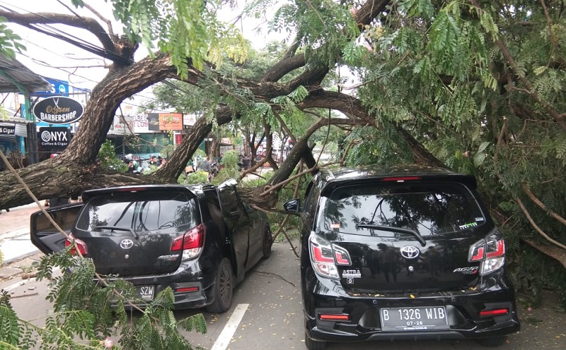 Dua Mobil Tertimpa Pohon Tumbang di Ciater Serpong, Lalu Lintas Macet Parah