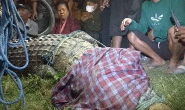 Evakuasi Dramatis Buaya Berkalung Ban di Sungai Palu, Begini Penampakannya