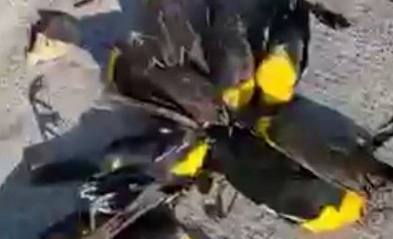 Misterius, Ratusan Burung Berjatuhan dari Langit lalu Mati
