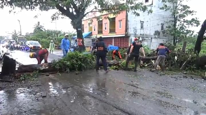 Diterjang Angin Kencang, Pohon 15 Meter Tumbang dan Timpa Pemotor