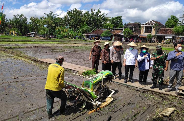 Kementan Dorong Pengembangan Padi Varietas IP400, Setahun Dipanen 4 Kali