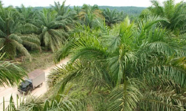 Pemprov Kalbar: 5.722 Unit Kendaraan Perusahaan Perkebunan Belum Bayar Pajak