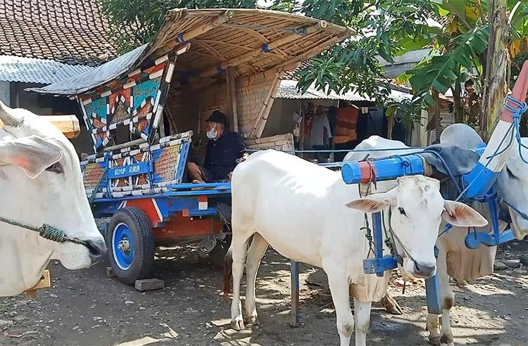 Bajingan di Kabupaten Bantul Siap Puaskan Wisatawan, Kok Bisa? 