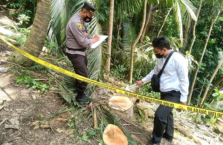 Geger, Kawanan Pencuri Gondol 3 Pohon Albasiah di Kulonprogo
