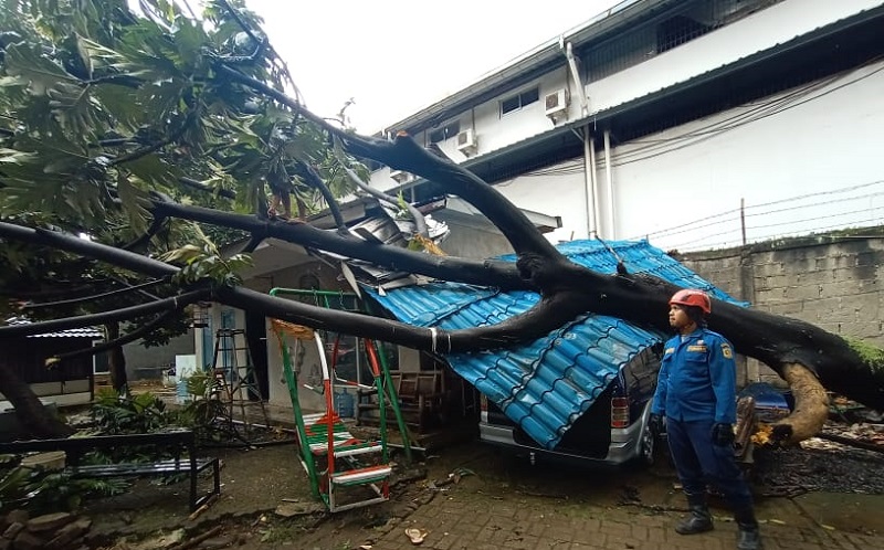 Hujan Angin di Bogor, Pohon Tumbang Timpa Mobil dan Bangunan di Citeureup