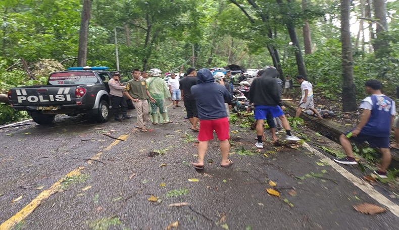 Ngeri, Kronologi Pemotor di Palabuhanratu Sukabumi Tewas Tertimpa Pohon