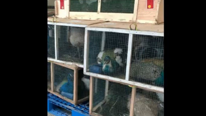 Ribuan Burung Impor asal Afrika Tertahan di Bandara Kualanamu, Ini Penampakannya