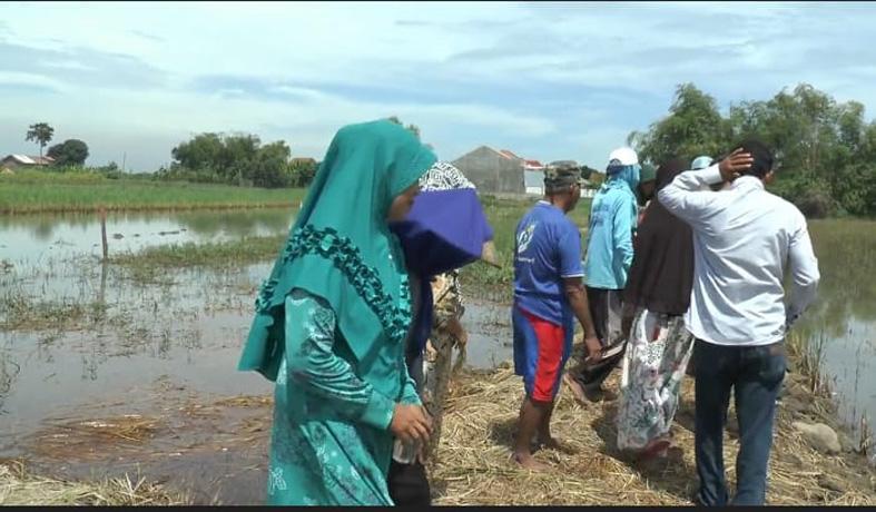 Warga Demak Sulap Area Sawah Rusak Terdampak Proyek Tol Jadi Tanah Kapling Rumah