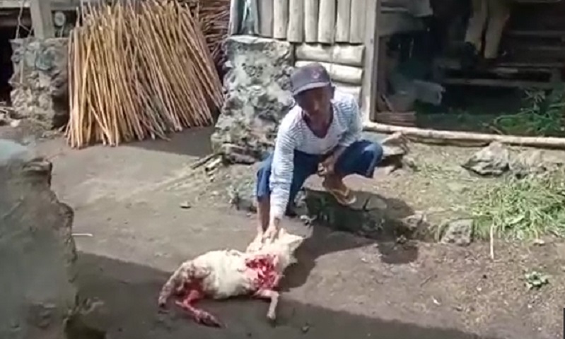 2 Kambing Warga Agam Nyaris Mati Diserang Harimau Sumatera