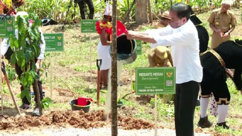 Pohon Khas dari 34 Provinsi Ditanam di Titik Nol IKN, Ada Kecapi hingga Kemiri