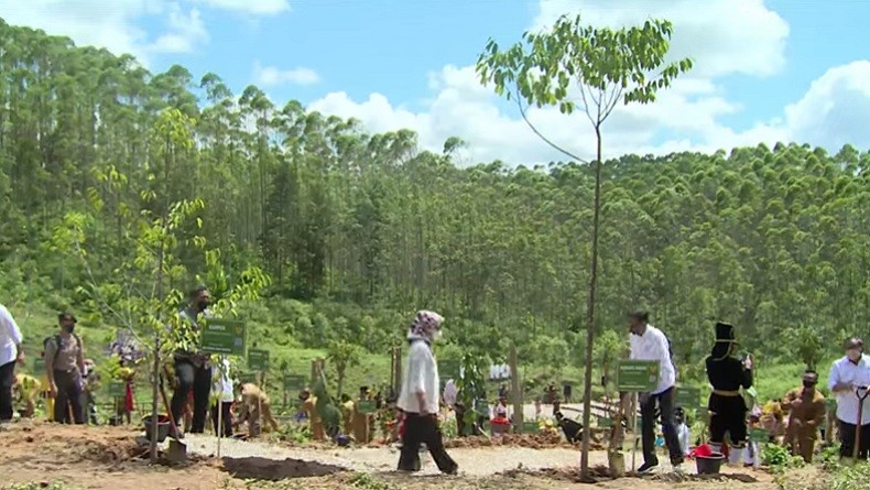 Jokowi Tanam Pohon Meranti Merah di Titik Nol IKN, Iriana Tanam Pohon Kamper