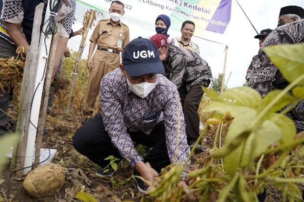  Gandeng UGM, Bantul Segera Kembangkan Kedelai di Lahan Pasir 