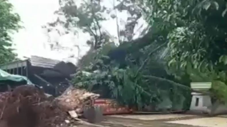 Pohon Tumbang Timpa 2 Warung di Alun-Alun Gemek Pekalongan