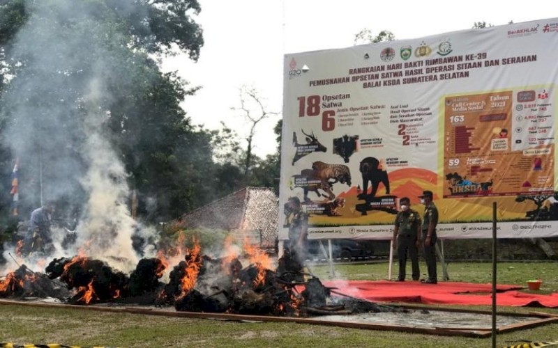 BKSDA Sumsel Bakar 18 Satwa Dilindungi yang Diawetkan, Harimau hingga Beruang