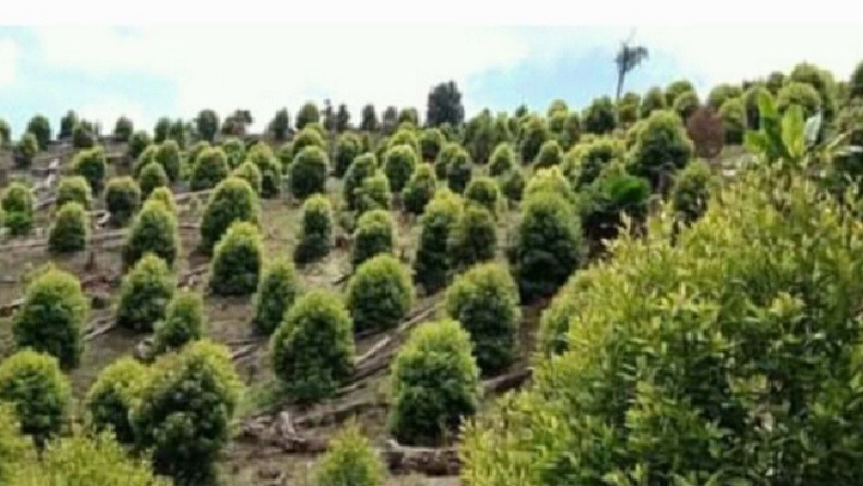 Harga Sejumlah Komoditas Perkebunan di Maluku Utara Naik, Cengkih Rp110.000 per Kg