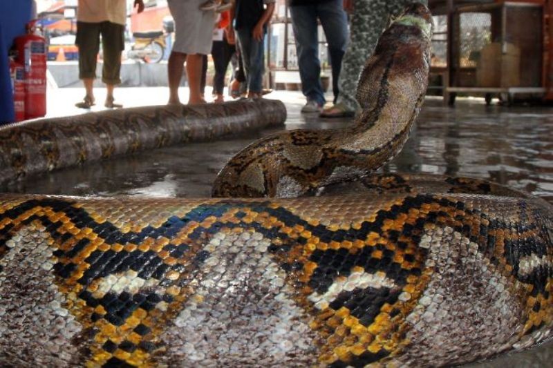 Ini Bedanya Ular Biasa dan Siluman Ular  