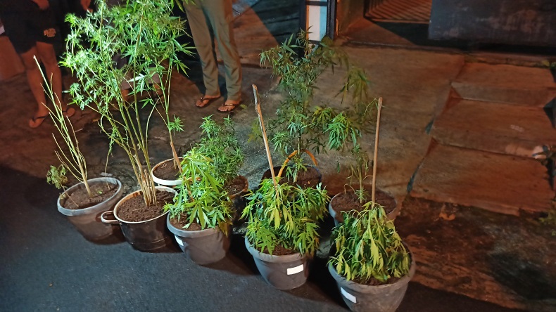 Gerebek Rumah di Sukabumi, Polisi Temukan 16 Pohon Ganja Ditanam Dalam Pot