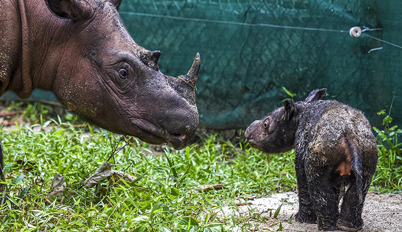 Kenalkan Sedah Mirah, Anak Badak Betina di Taman Nasional Way Kambas