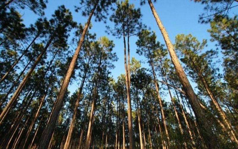 Daftar 15 Izin Konsesi Kawasan Hutan yang Dicabut, Sebagian di Sumsel