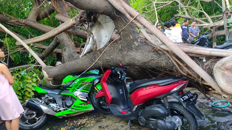 2 Pohon Tumbang di Pulogadung, Satu Orang Luka Parah