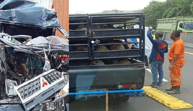 Brak! Pikap Pengangkut Kambing Tabrakan di Tol Cipularang, 1 Tewas 1 Luka 