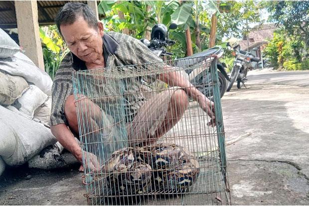  Warga Playen Tangkap Ular Sanca Kembang Sepanjang 3,5 Meter