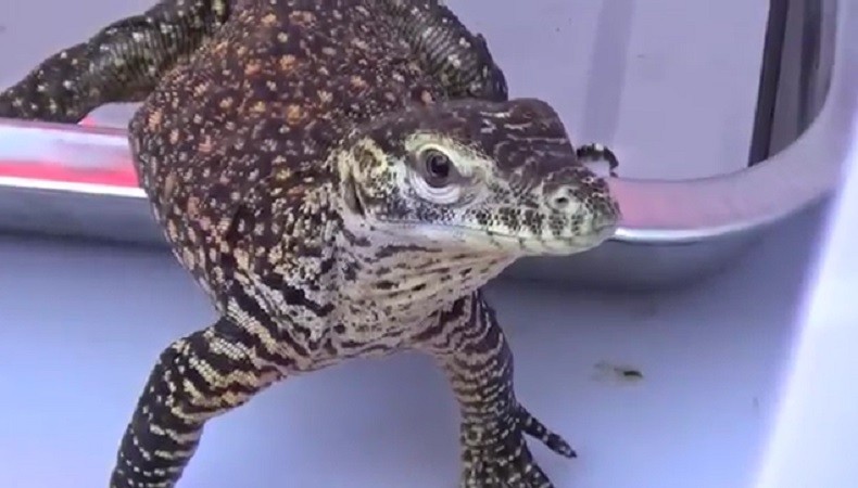 Bayi Komodo Lahir Alami di Bali Safari Diberi Nama Dirga dan Alarik