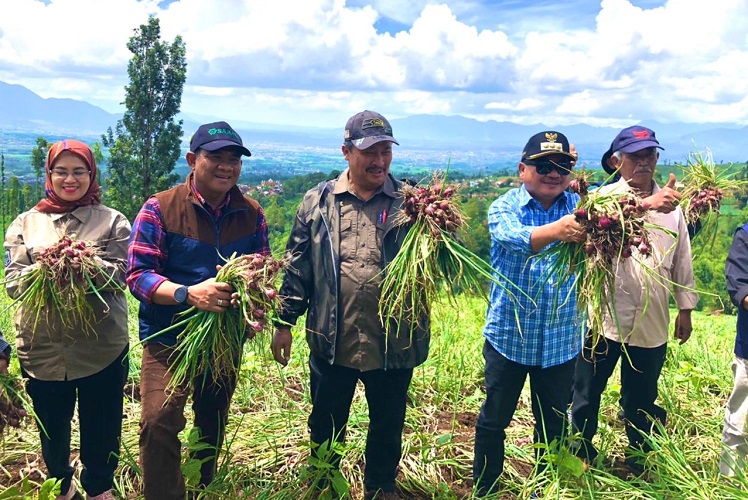 Hasil Food Estate Hortikultura Garut Siap Pasok Kebutuhan Ramadan dan Idul Fitri