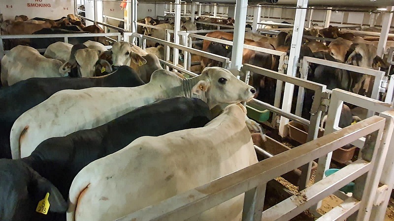 Penuhi Stok Daging, Pemerintah Impor 2.000 Sapi dari Australia
