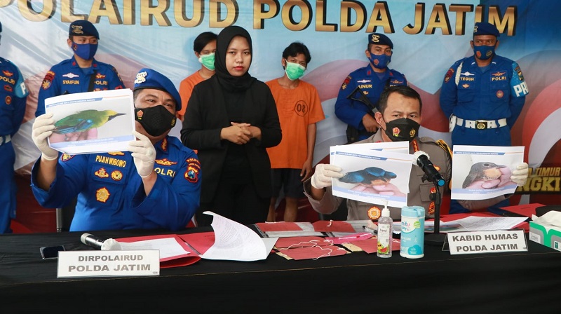 Polda Jatim Gagalkan Penyelundupan Ratusan Satwa Dilindungi dari Banjarmasin