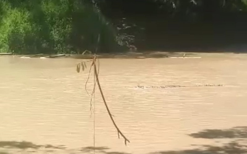 Sepasang Buaya Muncul di Sungai Ayek Sehile Merapi Barat, Warga Diminta Menjauh 