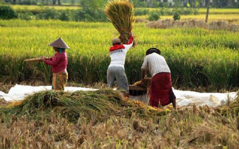 Perkuat Pembangunan Ekonomi, Kukar Tetapkan 5 Kawasan Pertanian Padi 