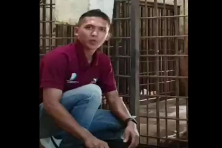 Terungkap, Perawat Satwa Sempat Diseret Harimau Sejauh 5 Meter dari Kandang Tidur 