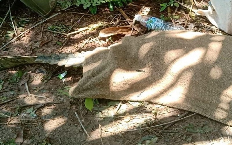 2 Warga Terluka saat Evakuasi Buaya Muara yang Lepas dari Penangkaran