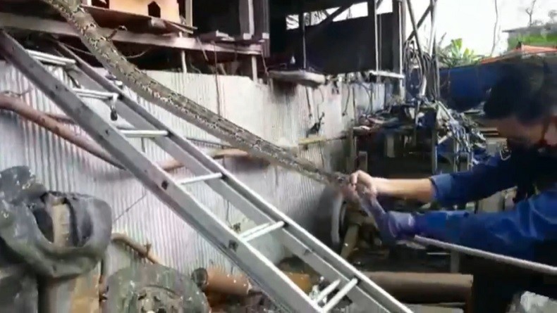 Ular 5 Meter Dievakuasi dari Kandang, Sempat Mangsa Burung Merpati saat Mengeram