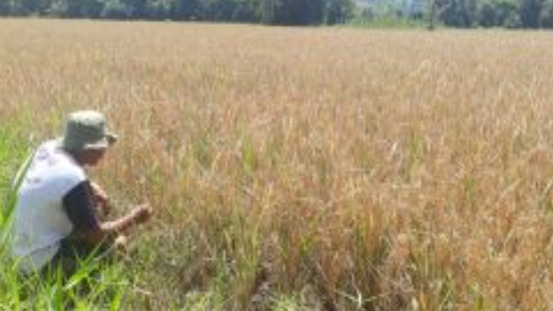 Cegah Gagal Panen, Pemkab Gorontalo Utara Diminta Siapkan Strategi Jitu untuk Petani