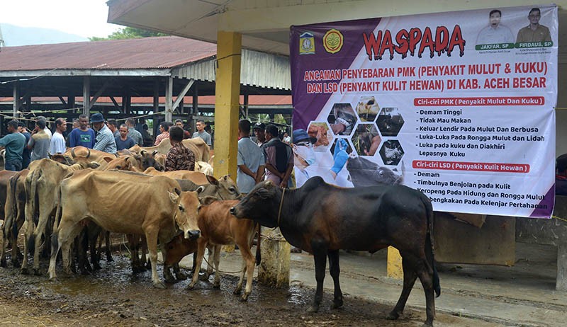 Kementan Pastikan Hewan Kurban Tak Terpapar Wabah Penyakit Mulut dan Kuku