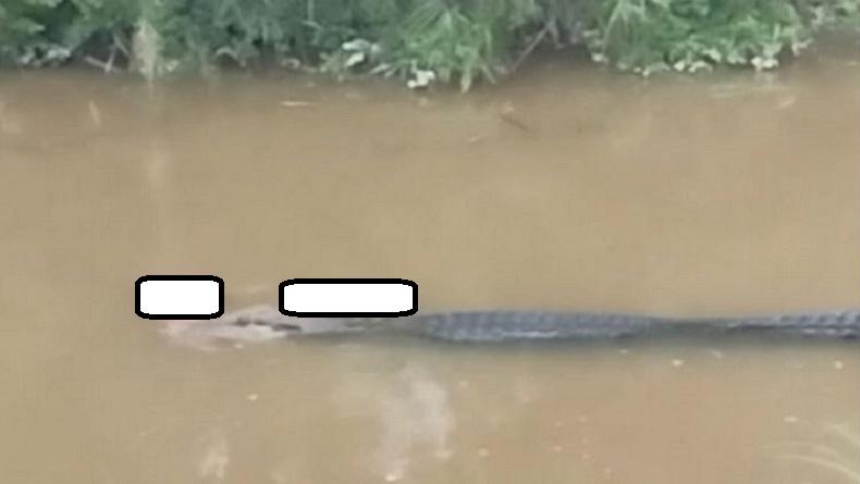 Ngeri, Buaya Tertangkap Kamera Melintas di Sungai Bawa Tubuh Manusia di Mulut